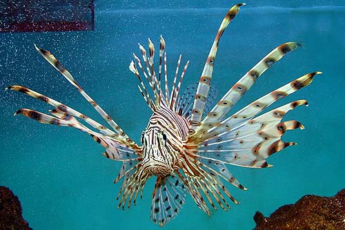 Lion Fish