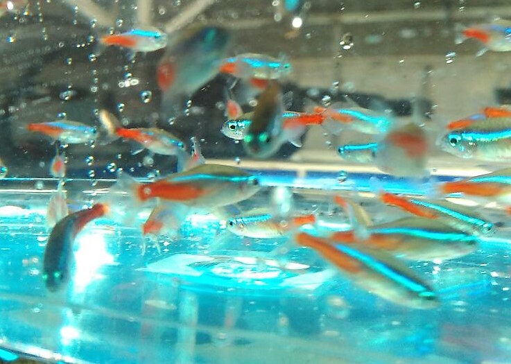 Paracheirodon innesi - Neon tetra