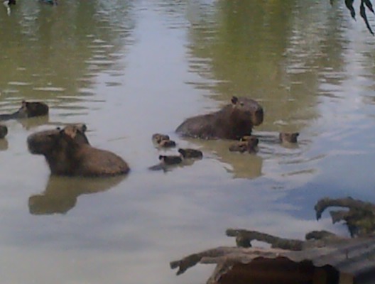 Kapybara (Babies) (Adults) Sc. name: Hydrochoerus hydrochaeris