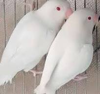 Love Birds Available 500Pcs