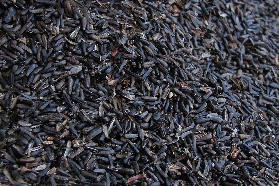 Niger Seeds